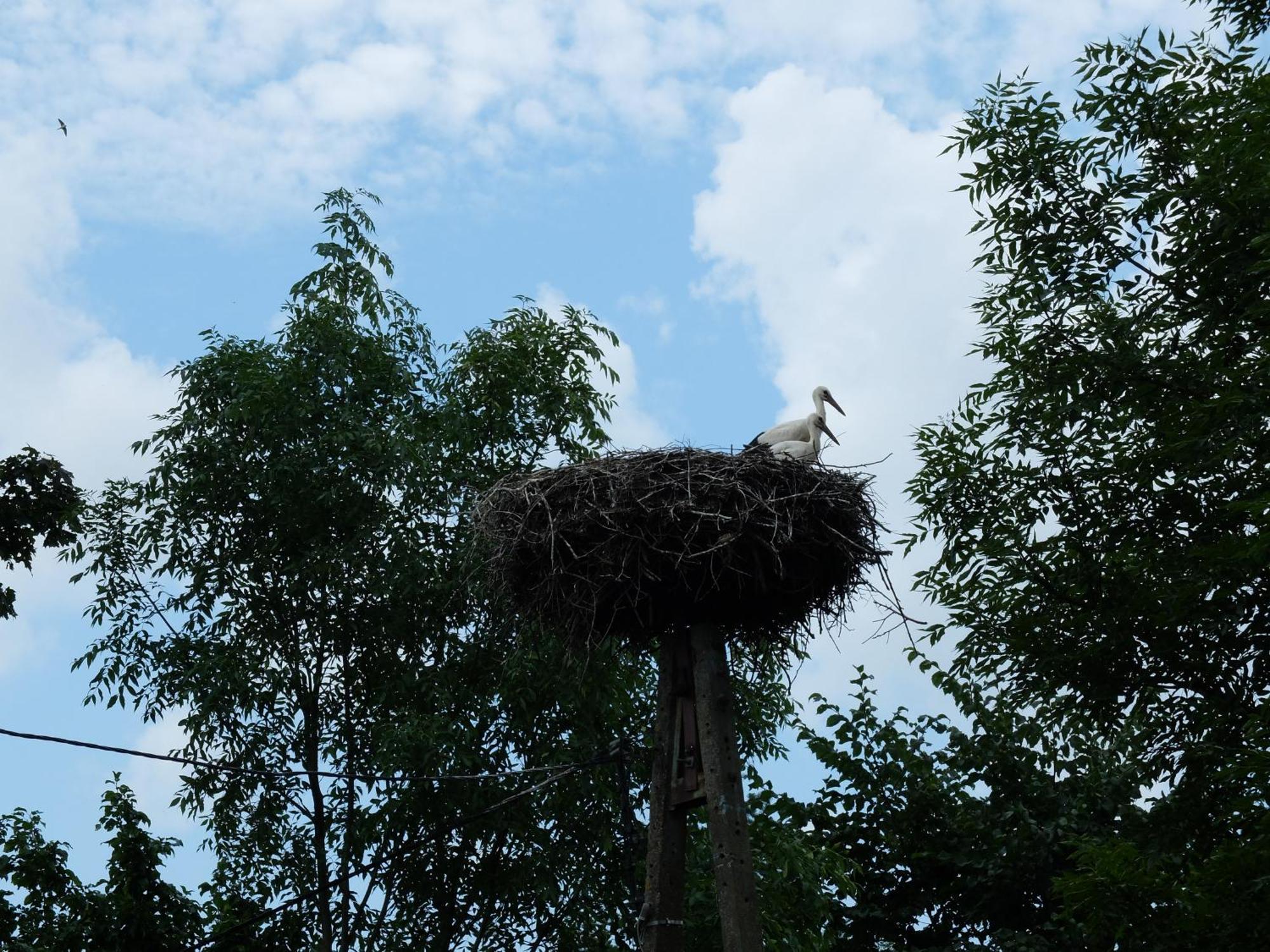 Dom Na Mazurach Pilec Bed & Breakfast ภายนอก รูปภาพ